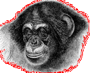 Chimpanzee