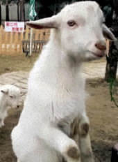 Goats are extremely intelligent creatures, capable of manipulating very tiny gadgets and tools.