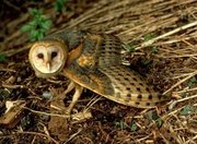 A common barn owl, captured in a ubiquitous moment of quiet reflection.