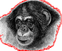 Chimpanzee