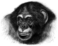 Chimpanzee