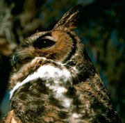 The Great Horned Owl